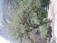 Aguas Calientes 009