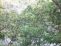 Aguas Calientes 016 Avocados