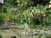 DSC01250 Moon flower tree