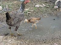 IMG 1974 chickens on site