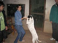 07-24-08 004 The dog joined in