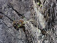 DSC01310 lizard