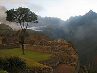 Machu Picchu 019 lone tree