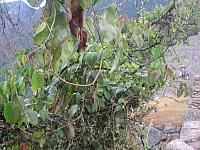 Machu Picchu 054