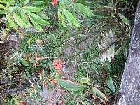 Machu Picchu 055