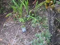 Machu Picchu 057