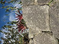 Machu Picchu 099 bromeliads