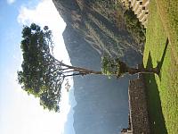 Machu Picchu 127 lone tree