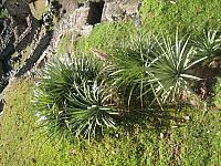 Machu Picchu 129 bromeliads