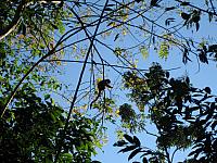 Posada Amazonas 133 monkeys