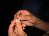 Posada Amazonas 150 large ant
