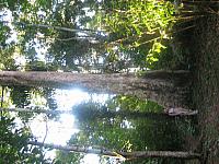 Posada Amazonas 151 large ficus base