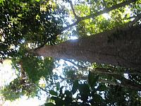 Posada Amazonas 152