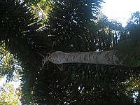 Posada Amazonas 155 pregnant palm