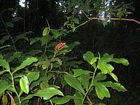 Posada Amazonas 162 vegetation