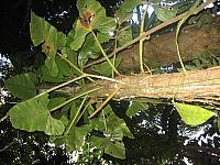 Posada Amazonas 163