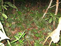 Posada Amazonas 164