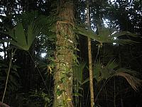 Posada Amazonas 166