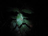 Posada Amazonas 172 grasshopper