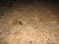 Posada Amazonas 173 leaf-cutter ants