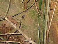 Posada Amazonas 180 black scorpion