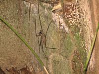Posada Amazonas 182 large spider scorpion