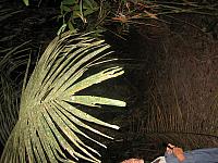 Posada Amazonas 183large palm fronds