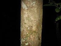 Posada Amazonas 184 small spider