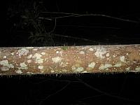 Posada Amazonas 186 spiny trunk