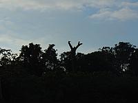 DSC01033 condor