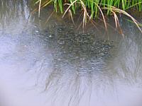 DSC01064 tadpoles