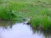 DSC01068 tall legged bird