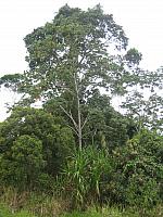 Posada Amazonas 001 tall ficus