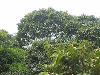 Posada Amazonas 010 Brazil nuts in tree