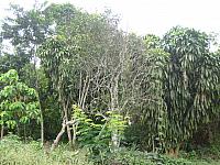 Posada Amazonas 013 house plants