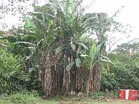 Posada Amazonas 016 bananas