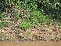 Posada Amazonas 047 white caiman