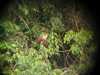 Posada Amazonas 057 hoatzin
