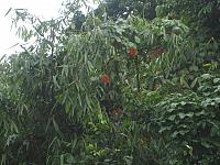 Posada Amazonas 068