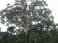 Posada Amazonas 073 iron wood
