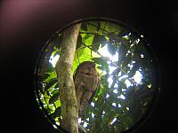 Posada Amazonas 089 relation to owl
