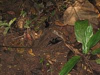 Posada Amazonas 091 tarantula