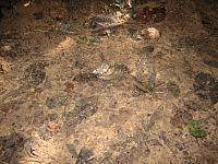 Posada Amazonas 093 snail