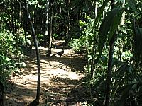 Posada Amazonas 099 turkeys