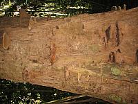 Posada Amazonas 101 fungi tree