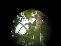 Posada Amazonas 102 macaws