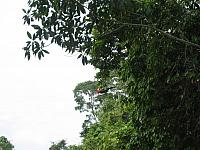 Posada Amazonas 107