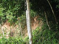 Posada Amazonas 109