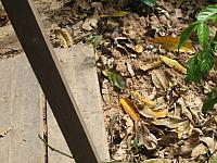 Posada Amazonas 114 lizard