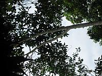 Posada Amazonas 116 birds